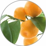 Kvapusis aliejus Apelsinų Medisana Aroma 10ml.